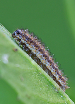 Phaon Crescent caterpillar